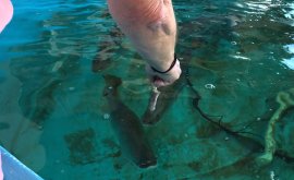 Barramundi Discovery Centre in Karumba