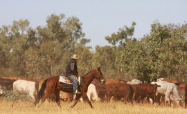 Boulia Cattle Droving