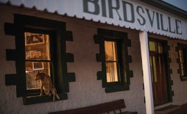 Dog looking into Birdsville Hotel