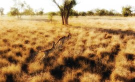 Kangaroos jumping in Charleville